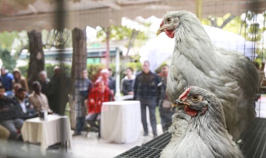 بالصور.. واصبح للدجاج ملكة جمال!